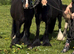 For sale Samantha&Pamela and 2 foal