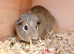Stunning male guinea pig