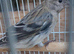 Birds for sale