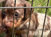 Beautiful minature dachshund puppies
