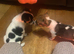 Jack Russell pups