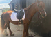 Welsh cob cross