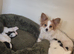 Papillion puppies