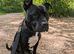 Very sweet Staffordshire bull Terrier