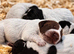 German Shorthaired Pointer Cross