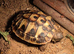 Hermann Tortoise