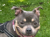 American pocket bully