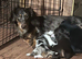Long haired miniature dachshund puppies