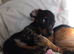 Miniature dachshund