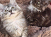 Maine Doll kittens Maine Coon x Ragdoll