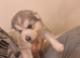 Husky puppy