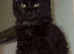 Gorgeous boy ready to go to a loving family home! Price being lowered!