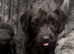 Doxiepoo puppies- available now
