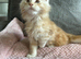 Maine coon kittens