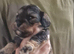 Poodle cavapoo/poodle