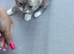 Gorgeous grey and white British shorthair