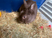 Male rabbit with indoor cage, bottle, food and food bowl