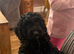 Sproodle puppie
