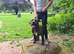Brindle staff