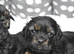 Health Tested Cavapoo Puppies