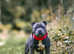 Sire of the WORLD WINNER PUPPY DOG 2024