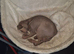 2 adult sphynx cats