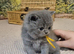 Pure British Shorthair kittens