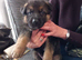 Full blooded German Shepherd puppies.