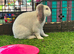 Plush mini lop
