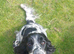 1 Beautiful Black Cocker Spaniel Puppy left!!