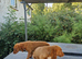 Cocker spaniel pups