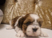 Adorable Imperial Shih Tzu Puppy Oreo