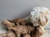 beautiful Golden and white cavapoo puppies