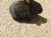 Mini rex babies