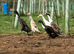 Indian Runner Hatching Eggs x 6