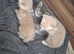 4 kittens