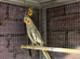 Breeding pairs cockatiels