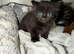 Fluffy kittens