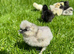 Day old pure breed chicks