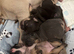 French bulldogs