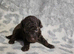 Toy poodle puppies
