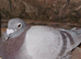 Racing pigeons