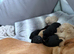 Labrador KC registered puppies