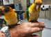 Yellow thighe caiques (babys)