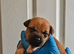 Staffordshire bull terrier pups