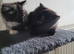 For sale 1 male mixed short haired Norwegian Forest Kitten