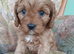 F1 Cavapoo puppies