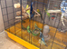 Budgies