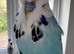 Stunning Super Tame Male Exhibition Budgie