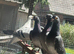 racing pigeons